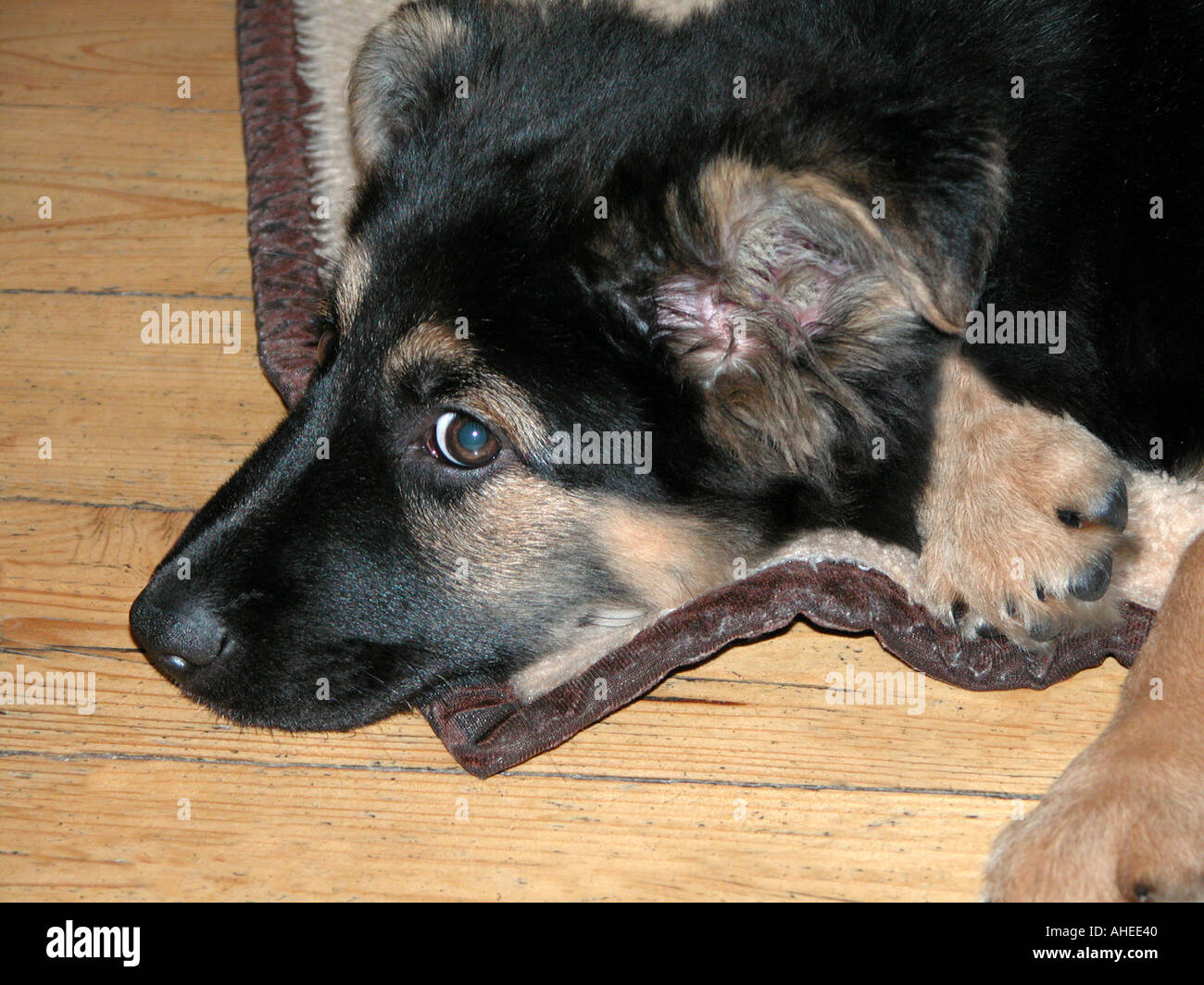 Wachen Sie nicht auf den schlafenden Hund Deutscher Schäferhund Stockfoto