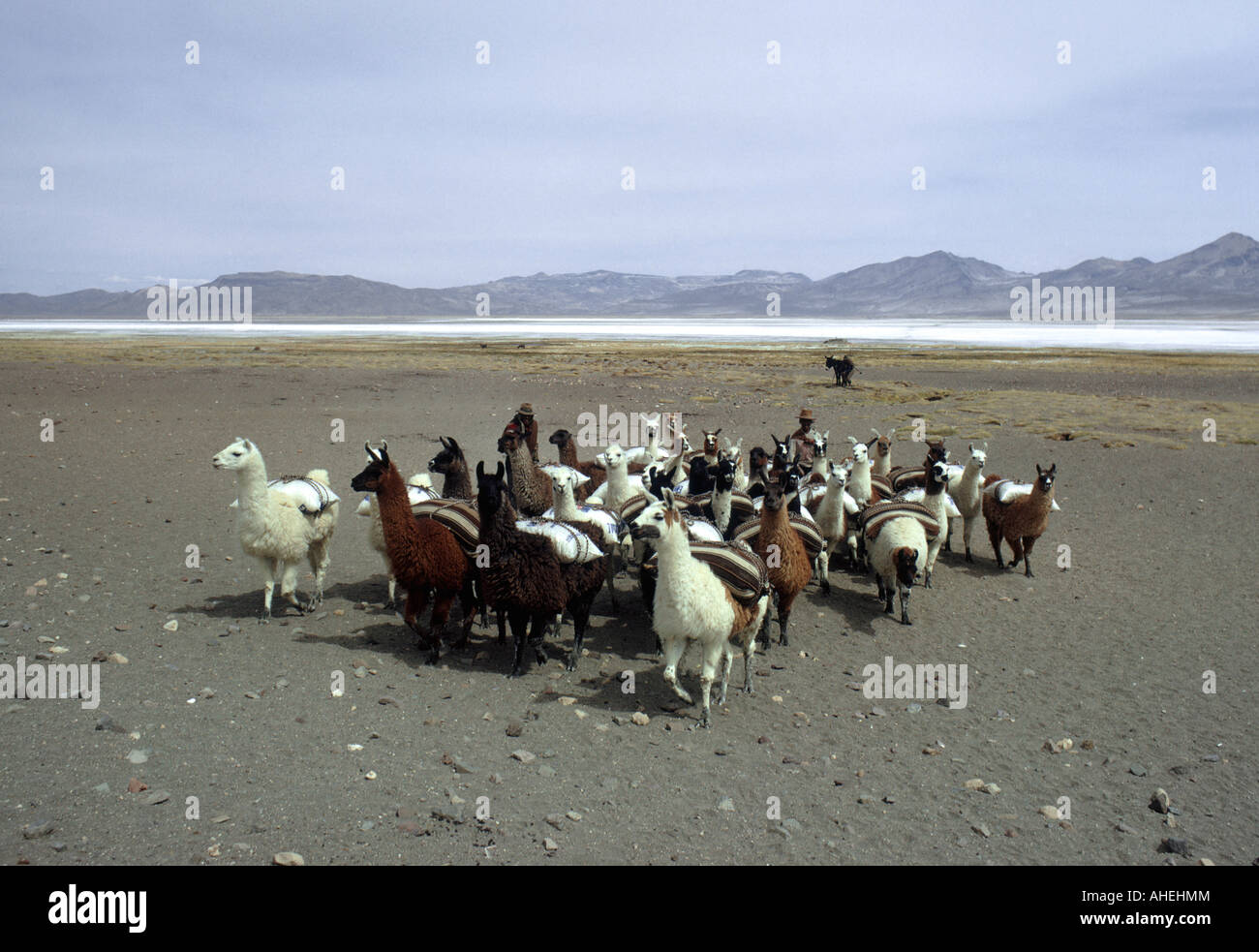 Lamas mit Salz-Packs von einer fernen Salz-Pfanne in der Nähe von Puno, Peru Stockfoto