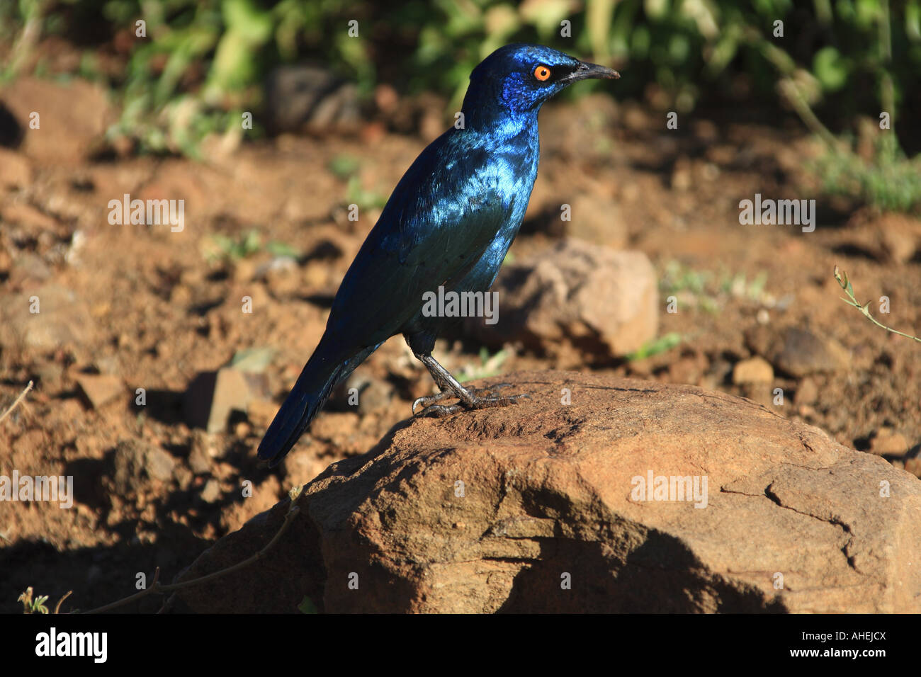 Cape glänzend Starling, Hluhluwe Imfolozi Stockfoto