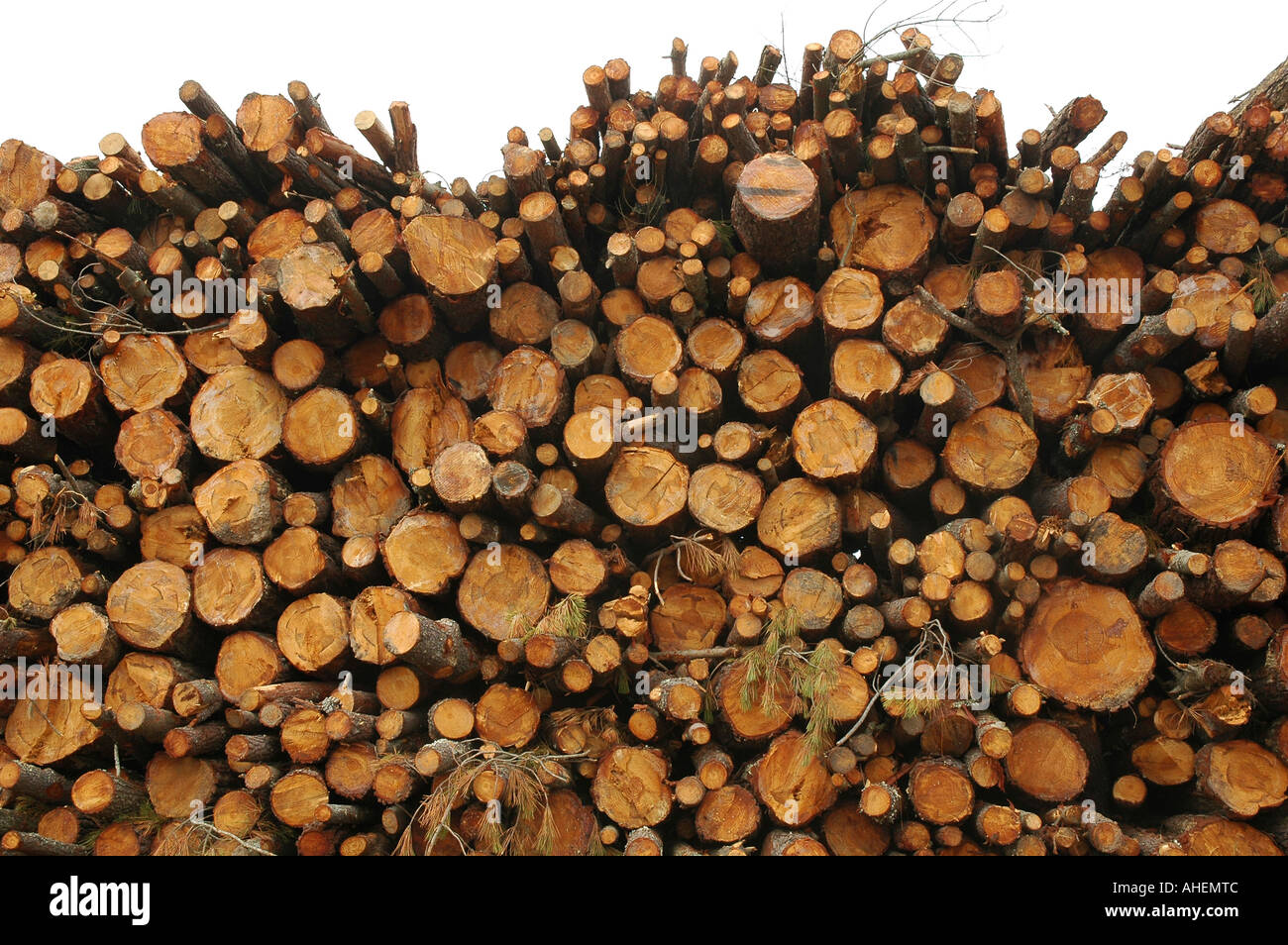 Haufen von geschnittene Baumstämme Stockfoto