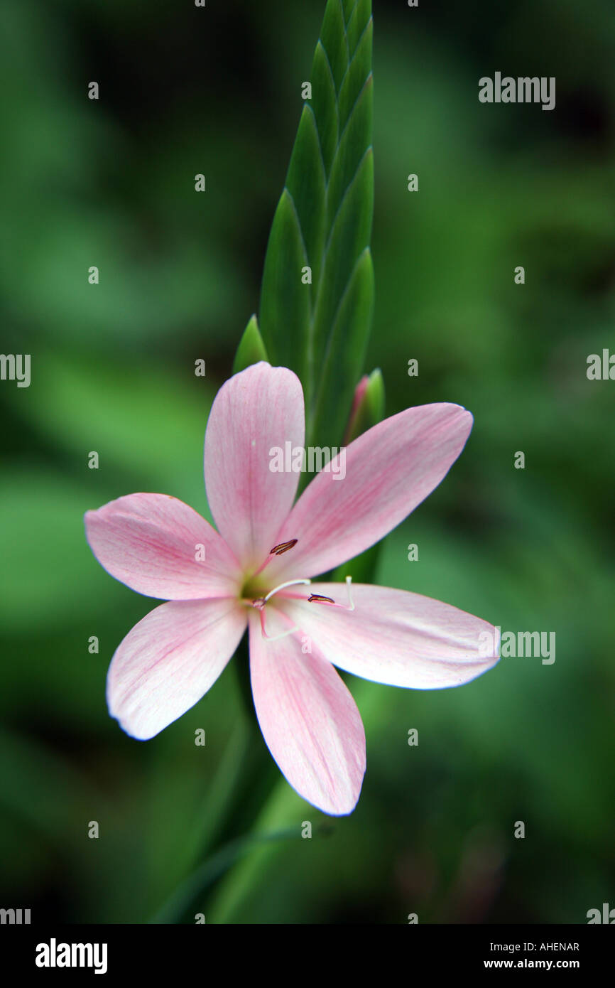 Nahaufnahme einer rosa Lilie Schizostylis Blume. Stockfoto