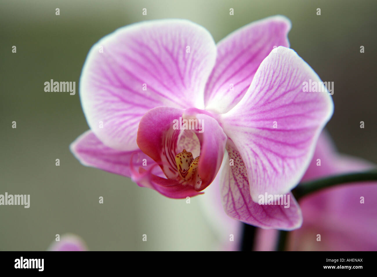 Nahaufnahme einer rosa Orchidee Blume. Stockfoto
