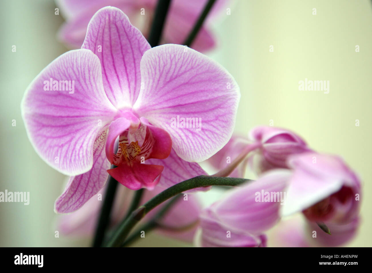 Nahaufnahme von einem rosa Orchidee. Stockfoto