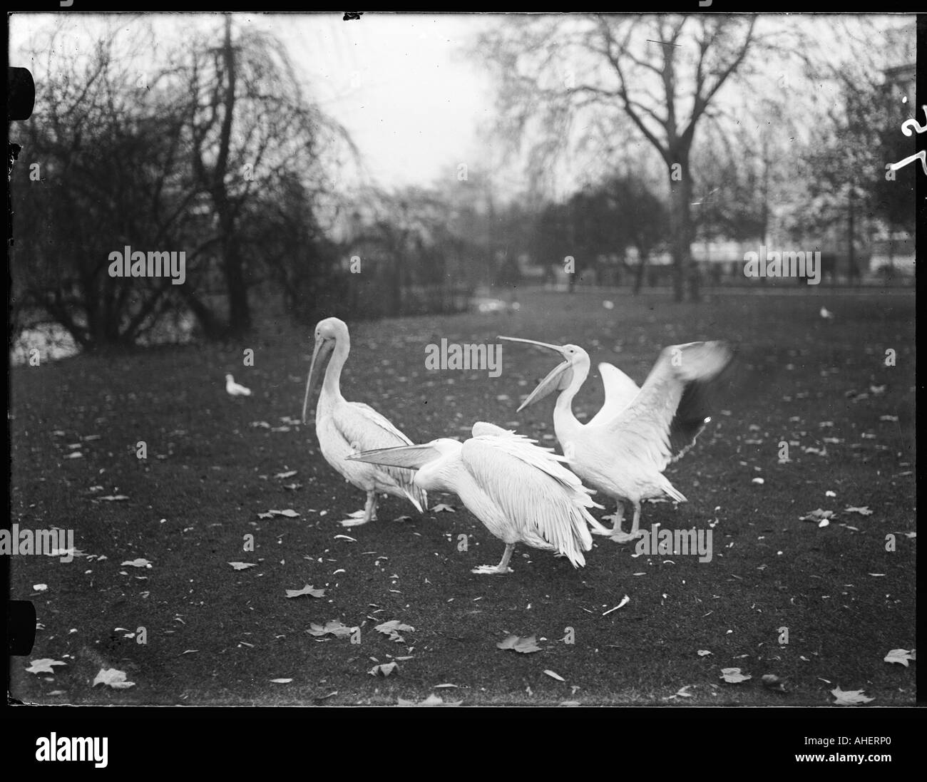 Pelikane im Park Stockfoto