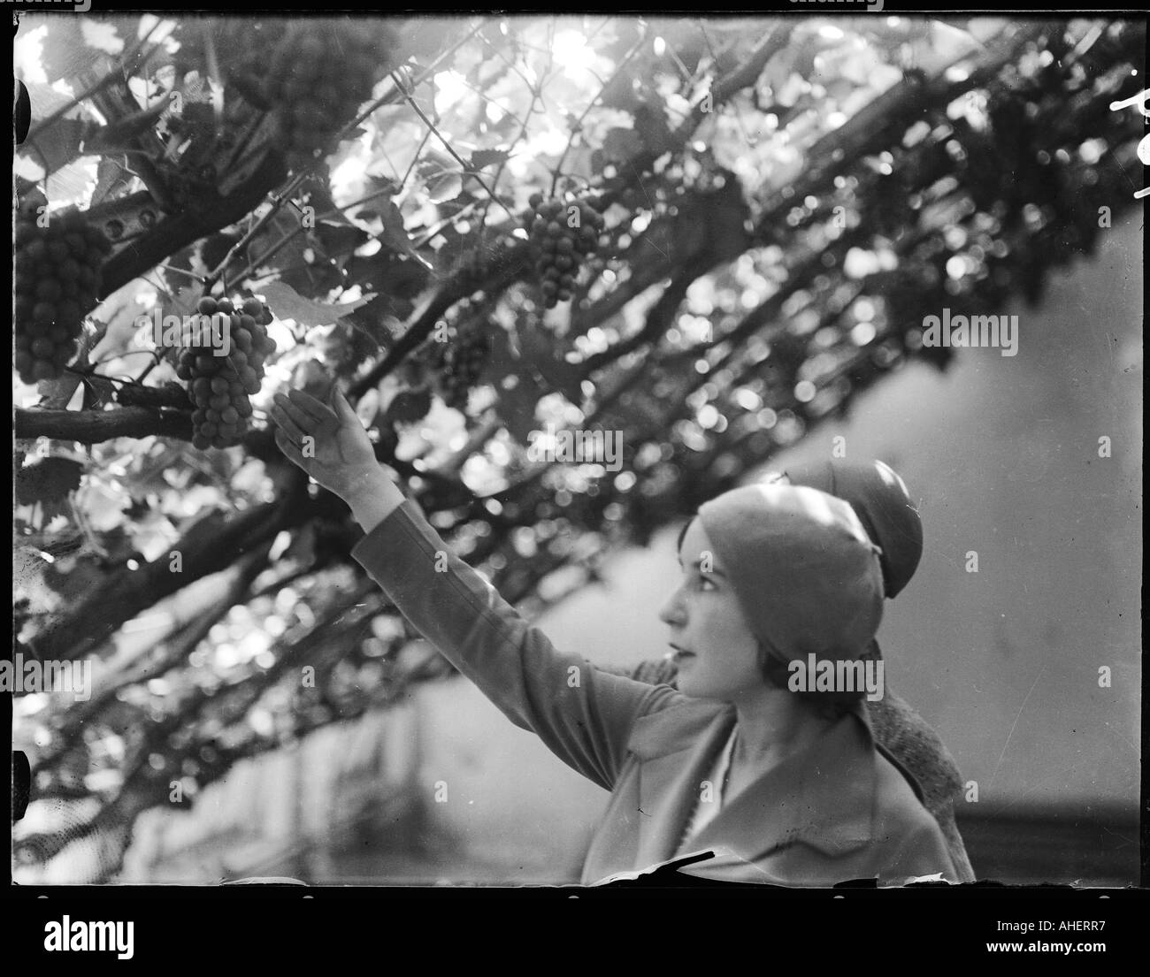 Hampton Court Reben Stockfoto