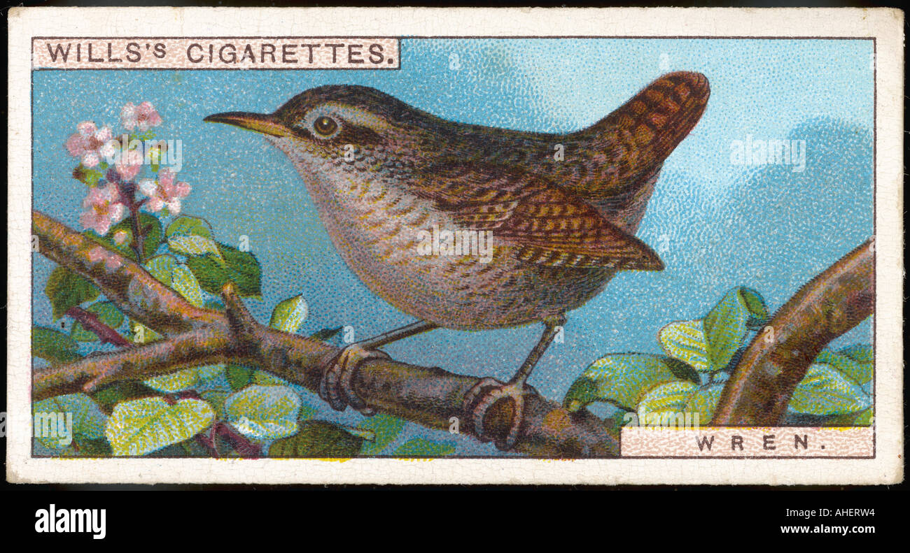 Wren Zigarette Karte 1915 Stockfoto