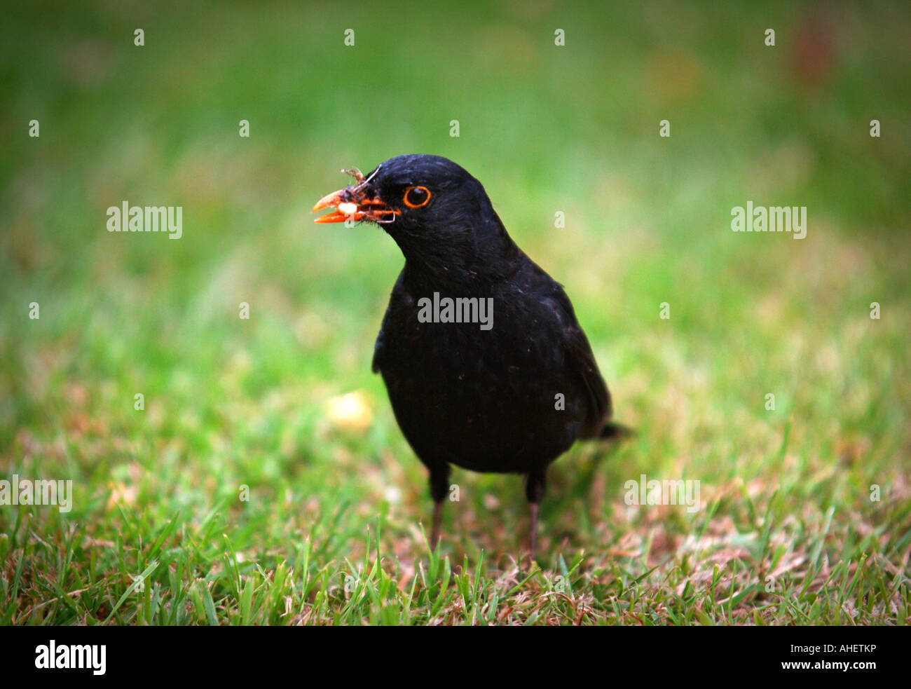 EINE MÄNNLICHE AMSEL MIT EINER NUSS IM SCHNABEL AUF EINEM GARTEN RASEN UK Stockfoto