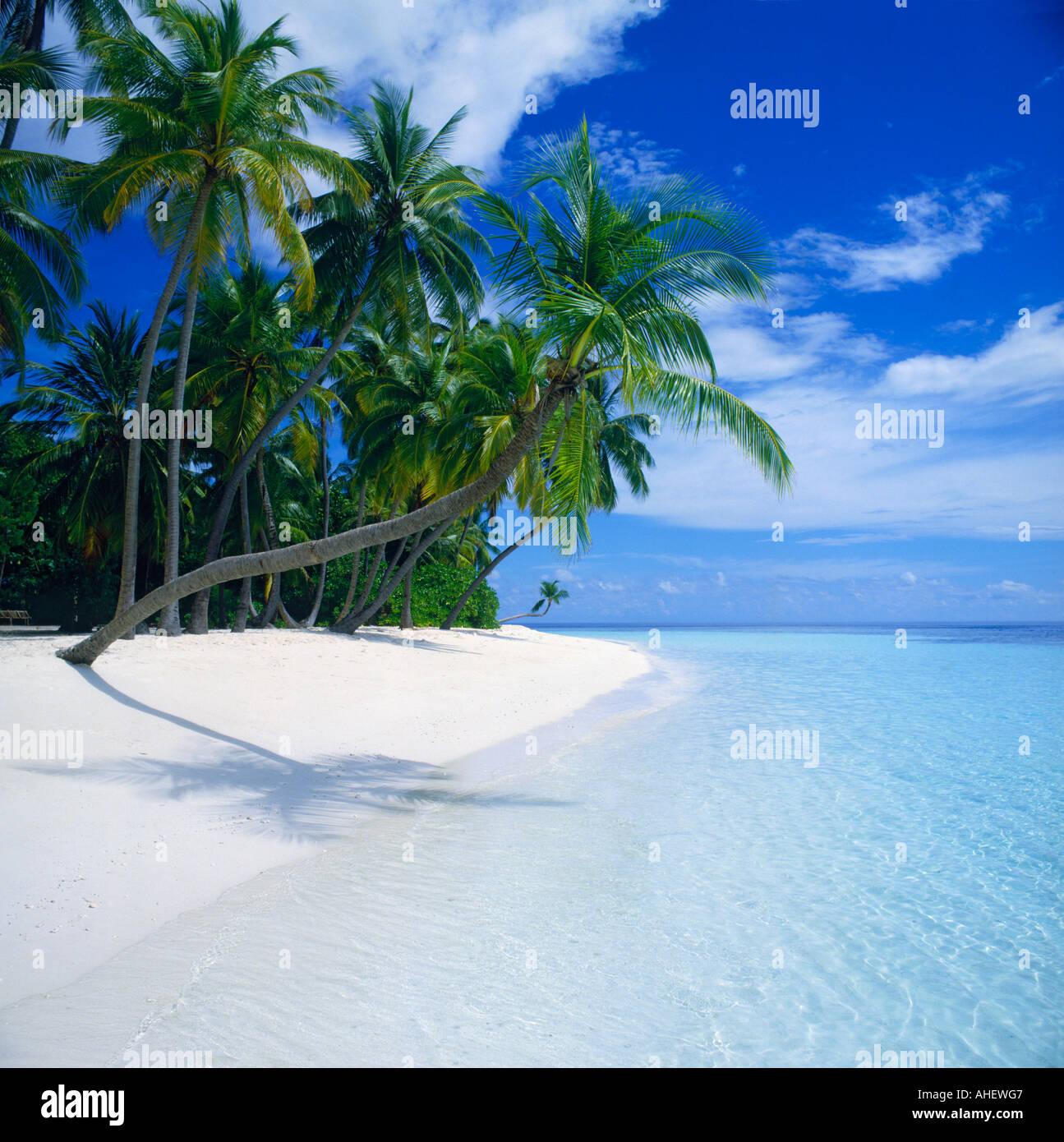 Ein idyllisches Bild von schiefen Palmen werfen einen Schatten auf einen weißen Strand und klares Flachwasser auf Kuda Bandos Malediven Stockfoto