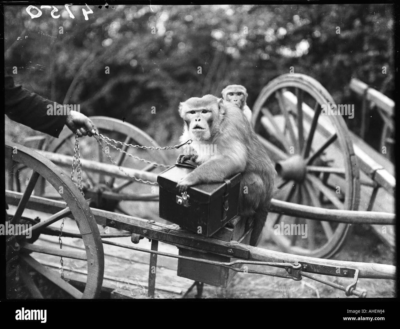 Touring Affen Stockfoto