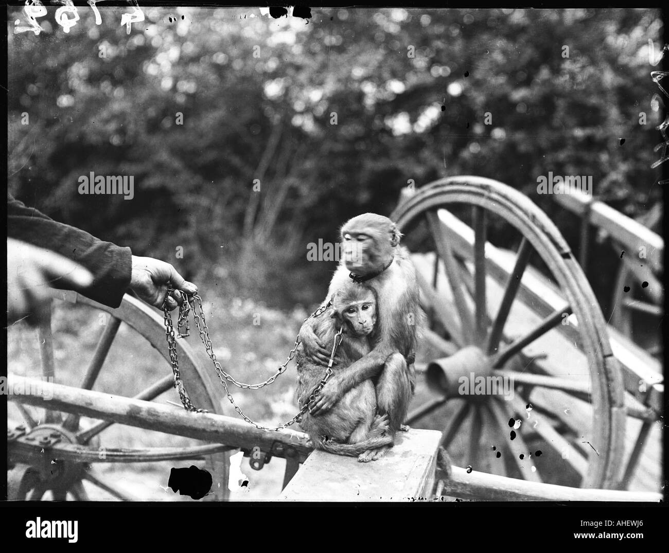 Touring Affen Stockfoto