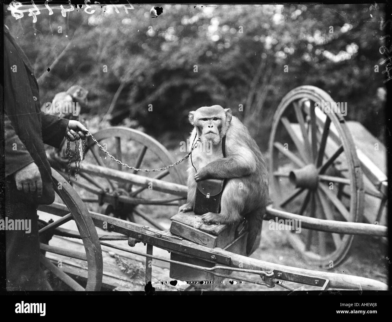 Touring Affen Stockfoto