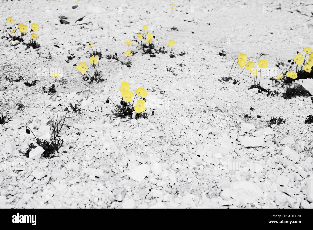 Gelbe Blumen Trecime drei Zinnen Dolomiten Alpen Italien Stockfoto