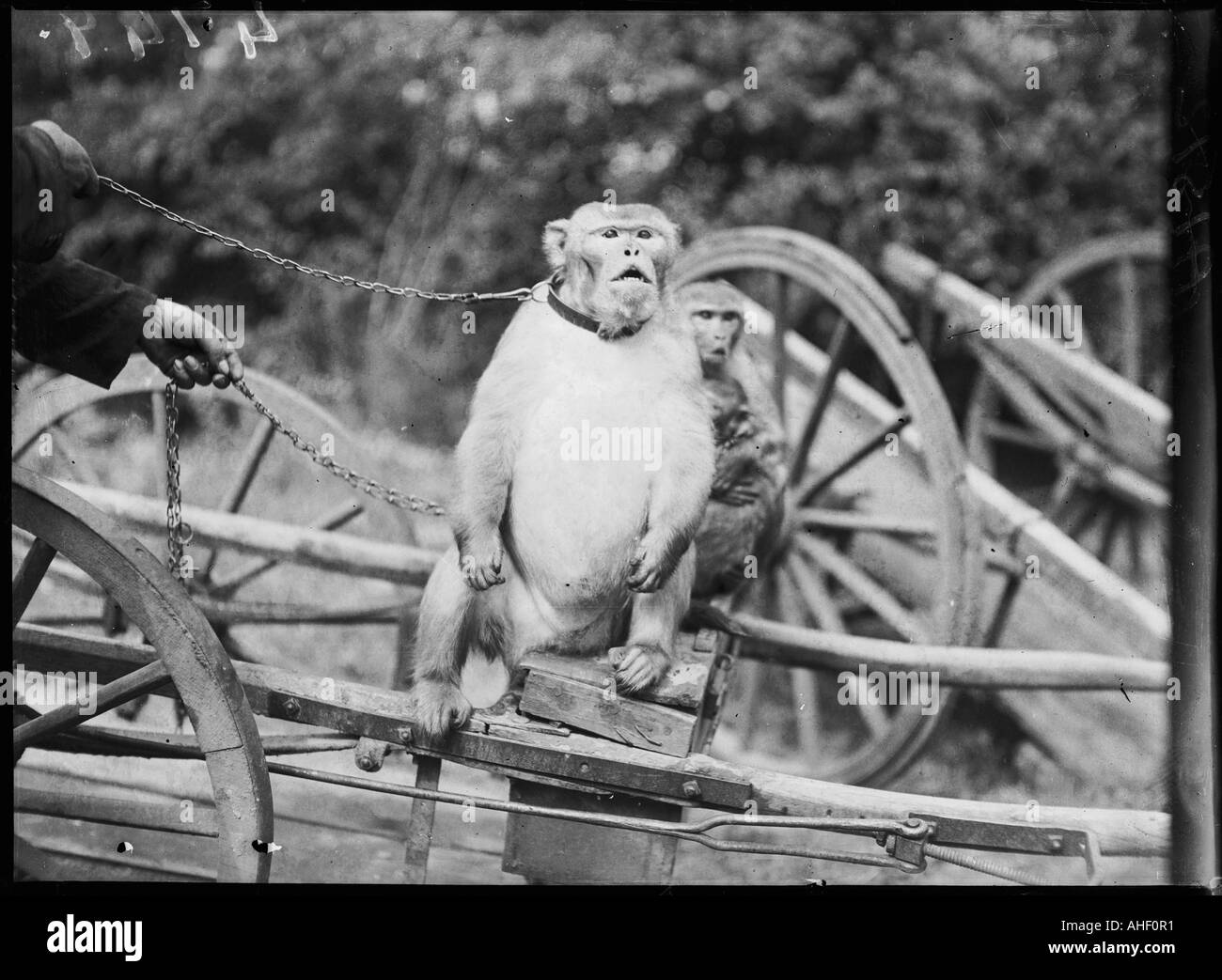 Touring Affen Stockfoto