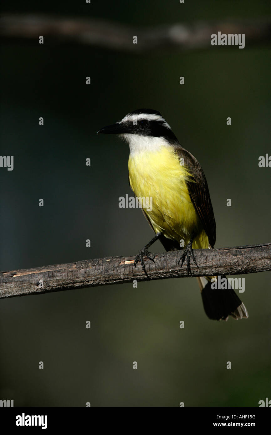 Große Kiskadee Pitangus Sulphuratus Brasilien Stockfoto