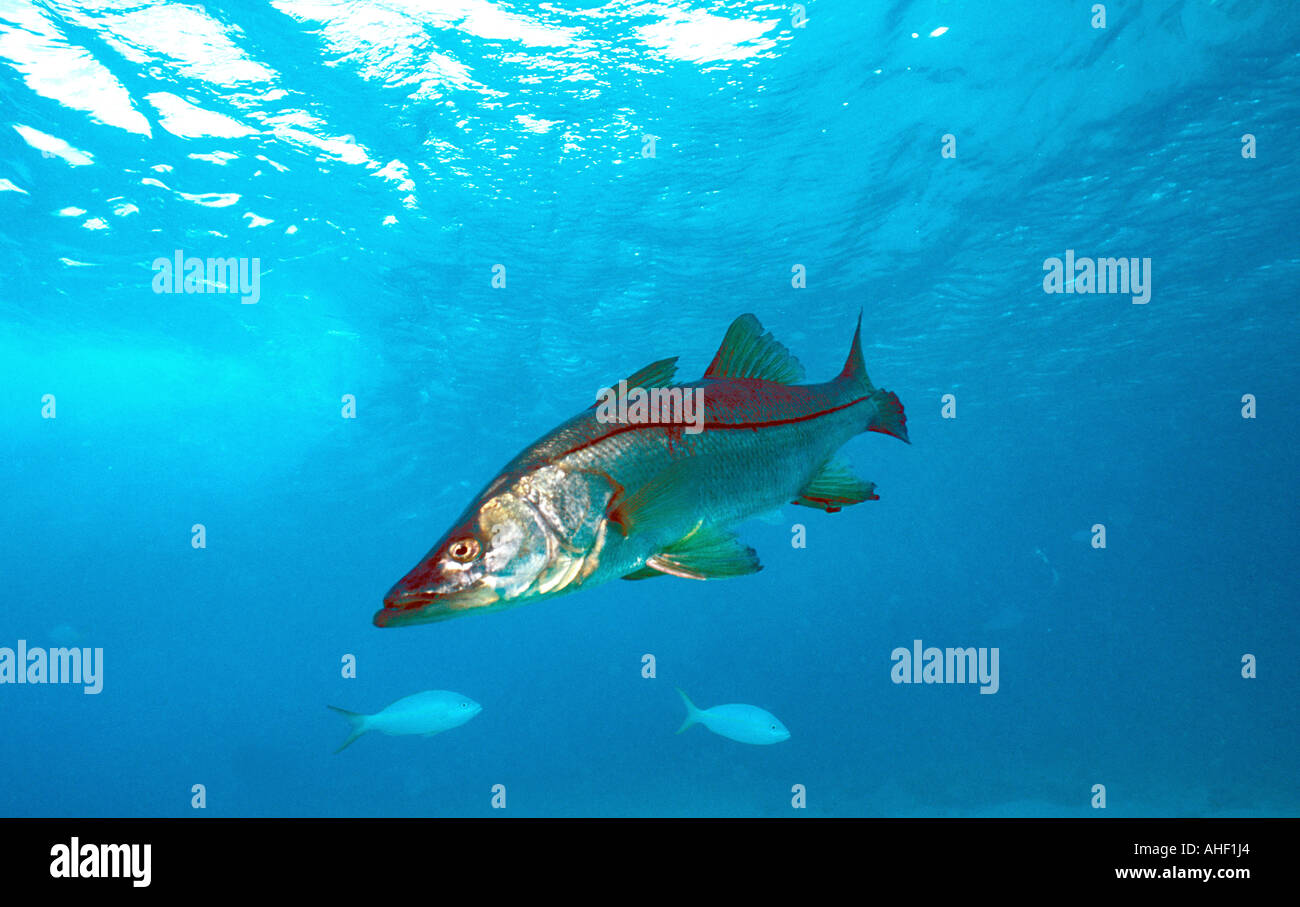 Angeln Snook Gamefish unter Wasser Stockfoto