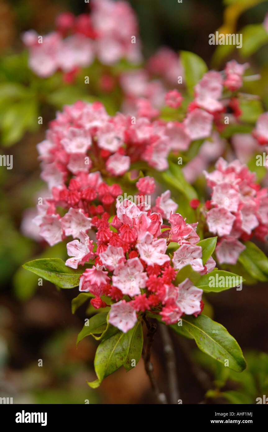 KALMIA LATIFOLIA OLYMPISCHES FEUER ODER MOUNTAIN LAUREL IN EINEM GARTEN-UK Stockfoto