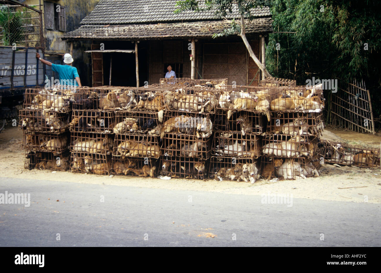 Eingesperrte Hunde auf vietnamesischen Straße Stockfoto