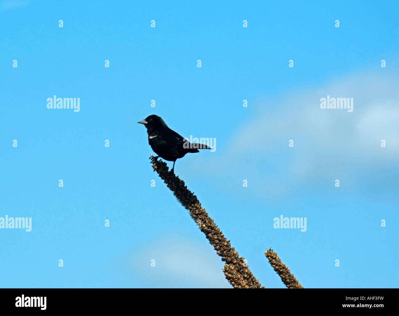 Redwinged Blackbird auf Königskerze seedhead Stockfoto