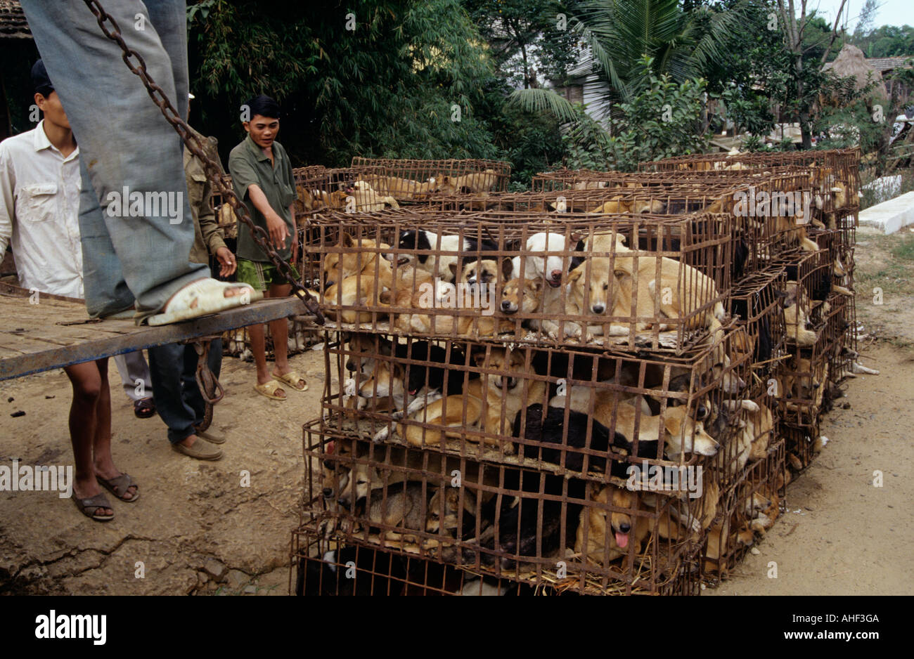 Eingesperrte Hunde auf vietnamesischen Straße Stockfoto