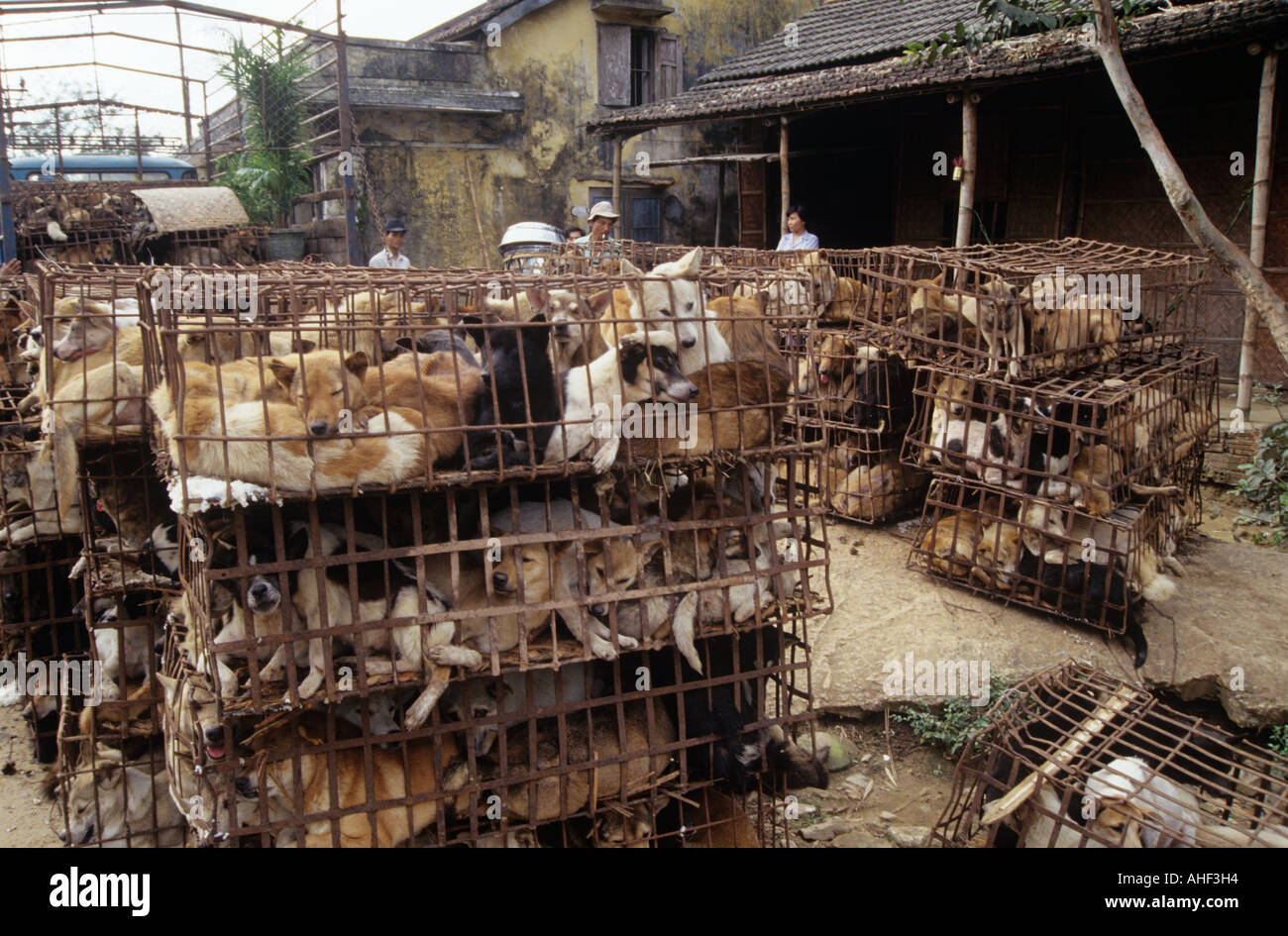 Eingesperrte Hunde auf vietnamesischen Straße Stockfoto