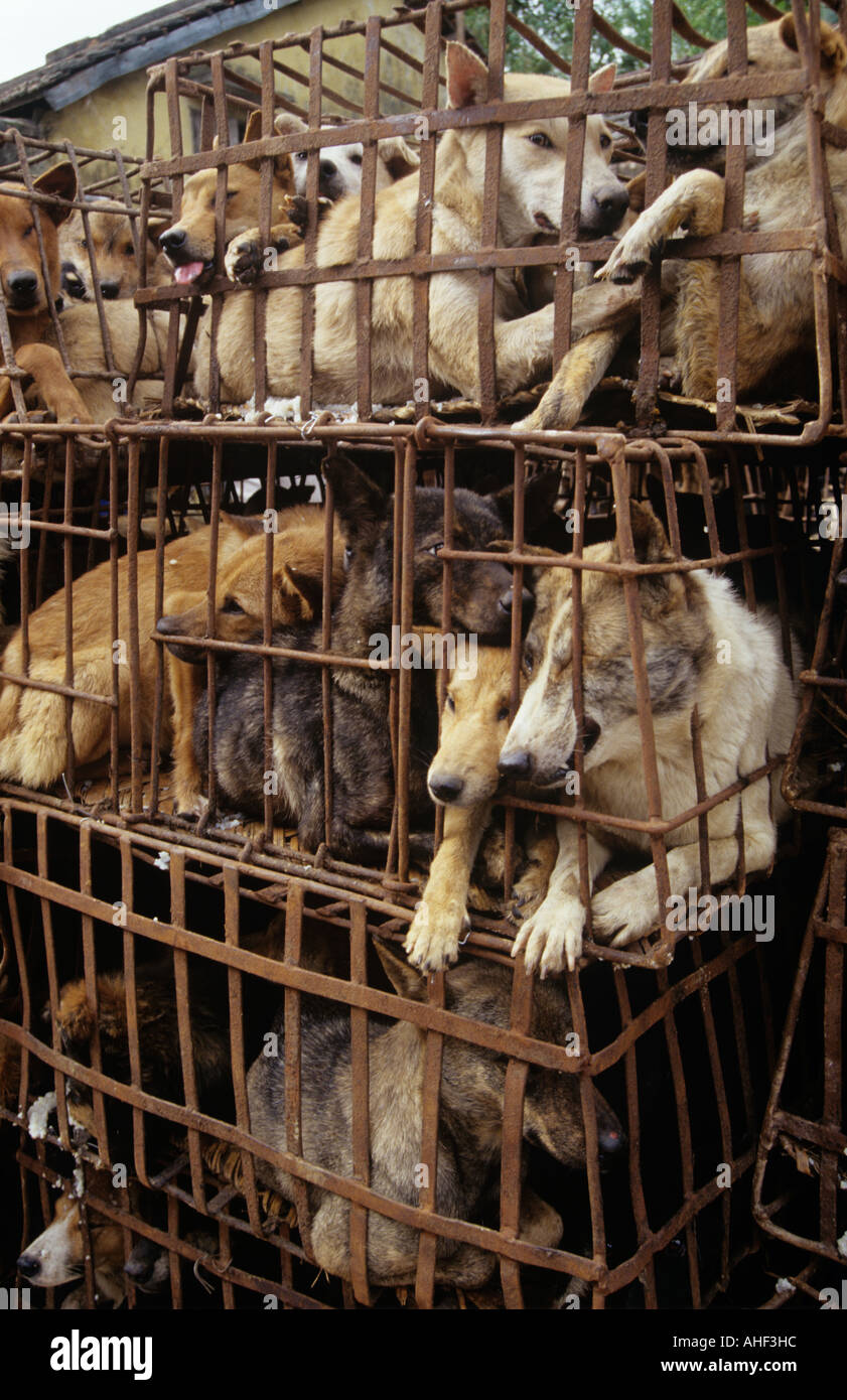 Eingesperrte Hunde auf vietnamesischen Straße Stockfoto