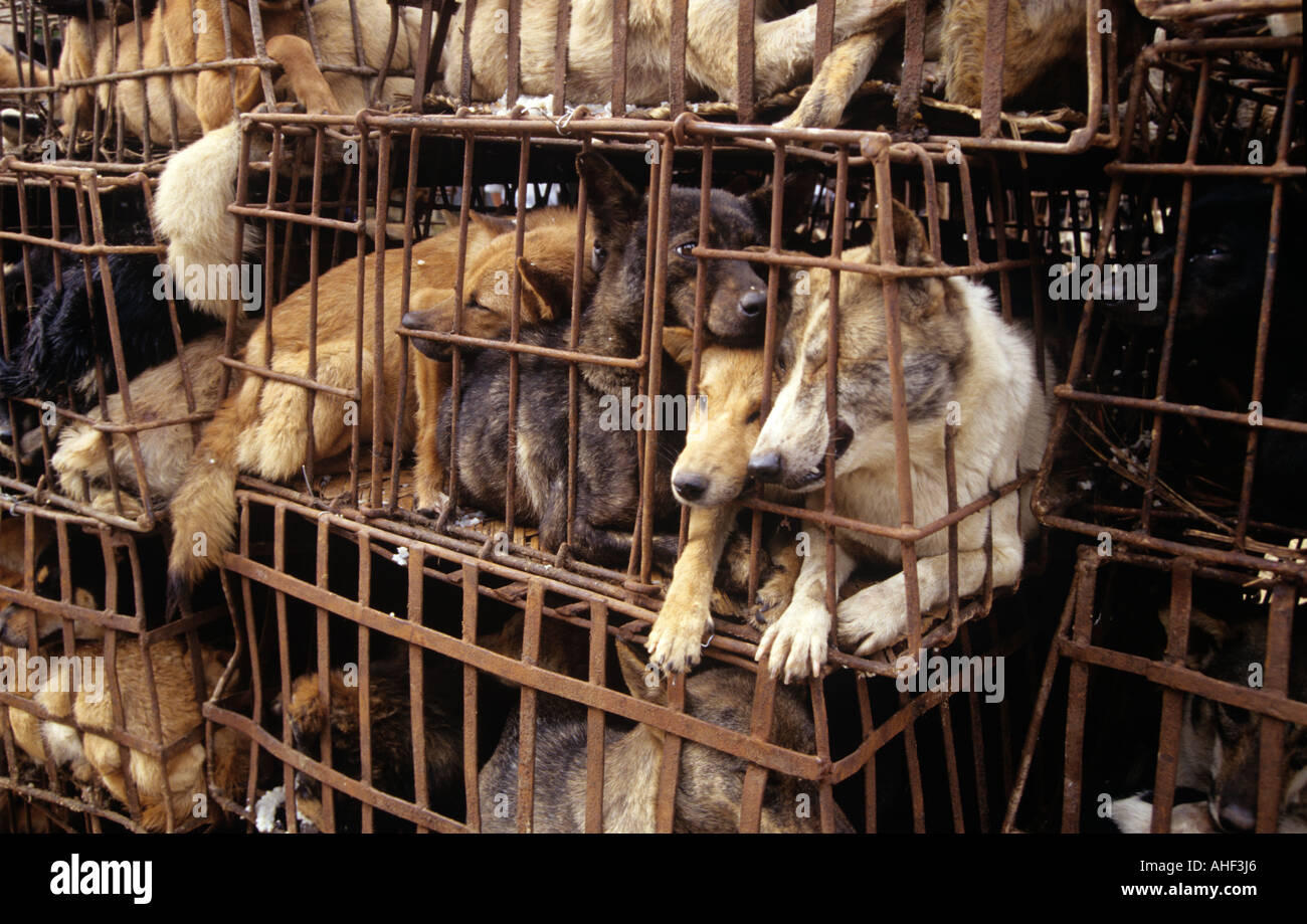 Eingesperrte Hunde auf vietnamesischen Straße Stockfoto