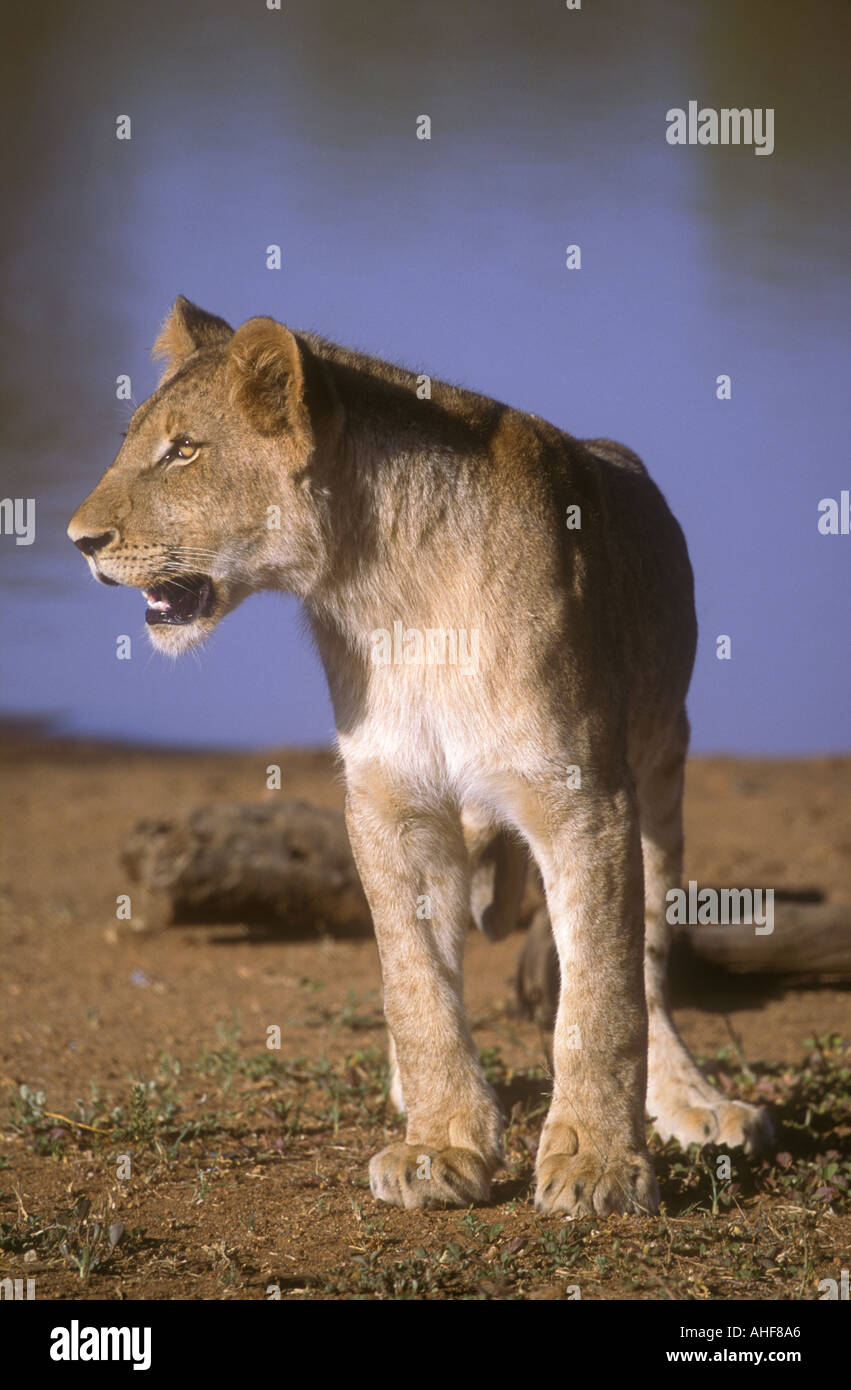 Löwenjunges Panthera leo Stockfoto
