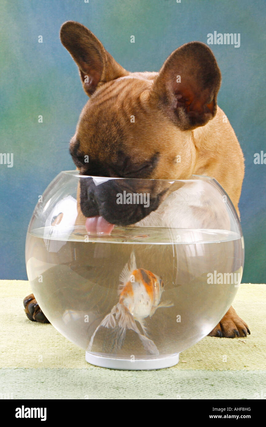 französische Bulldogge Welpen suchen in Goldfischglas Stockfoto