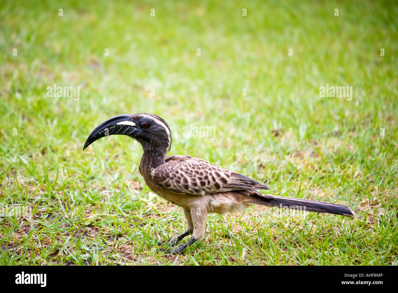 Hornbill The Gambia Afrika Stockfoto