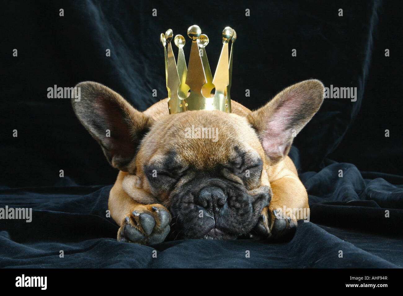junge französische Bulldogge mit Krone Stockfoto