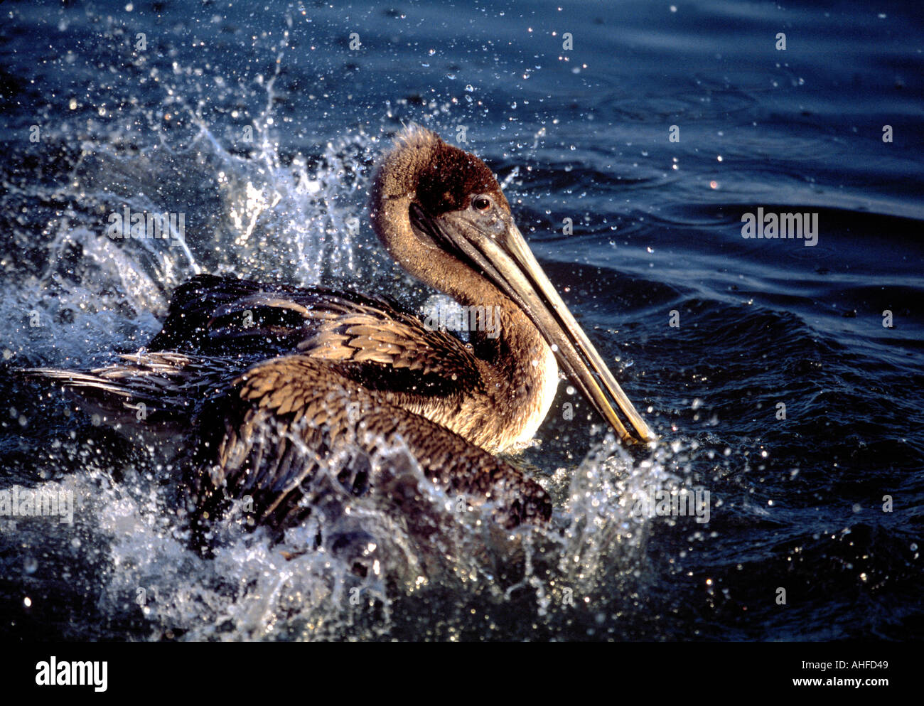 Das Baden Brown Pelican verursacht Furore im Südwesten von Florida. Stockfoto