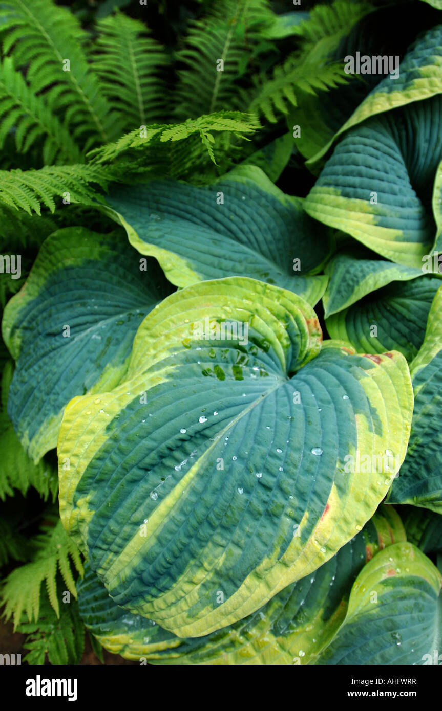 HOSTAS NACH DEM GIEßEN IN EINEM GARTEN-UK Stockfoto