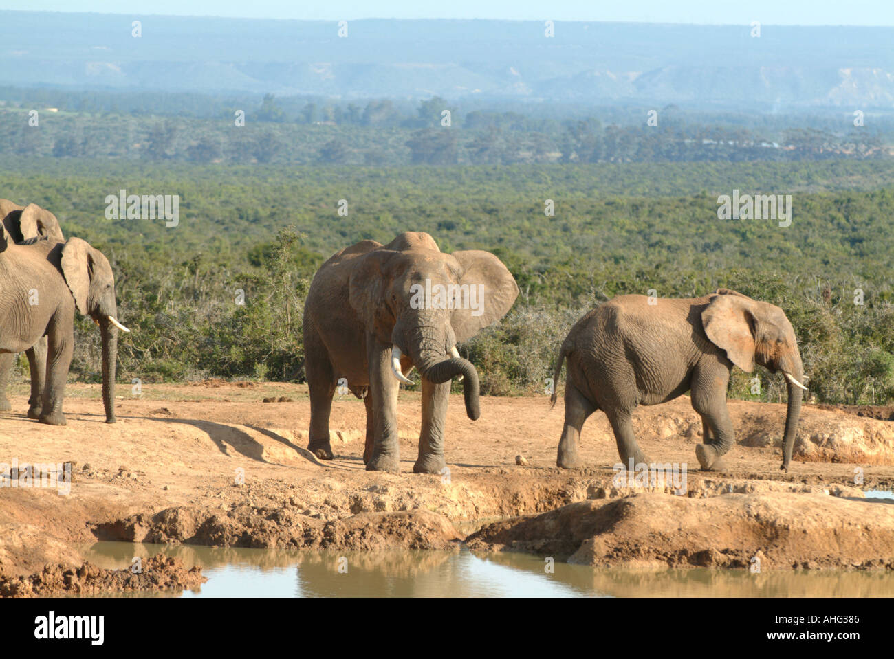 Elefanten-Addo Elephant NP-Südafrika Stockfoto