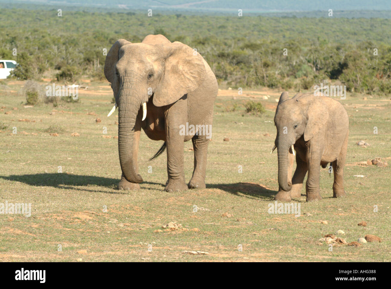 Elefanten-Addo Elephant NP-Südafrika Stockfoto