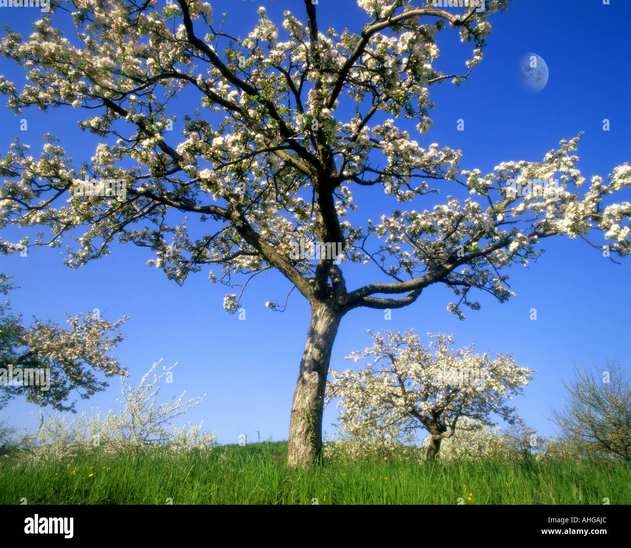 DE - BADEN-WÜRTTEMBERG: Frühling in der Nähe von Birnau Stockfoto