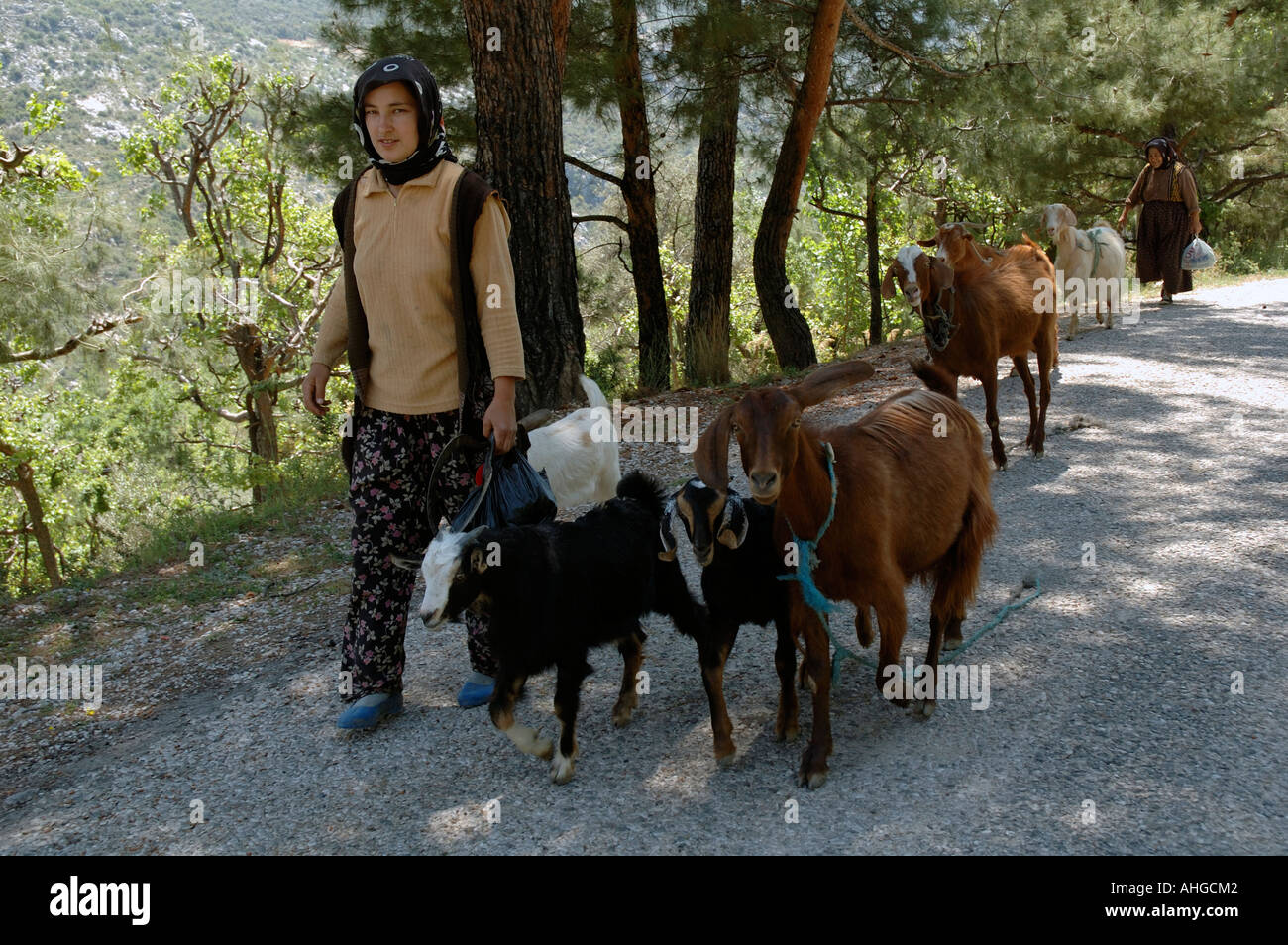 Türkische Frauen auf der Straße mit ihren Ziegen, die auf der Suche nach  Weideland bis in den Berg von Süden der Türkei Stockfotografie - Alamy