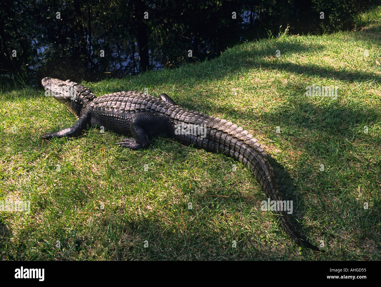 Georgien Okefenokee Swamp Park amerikanischer Alligator Alligator mississippiensis Stockfoto