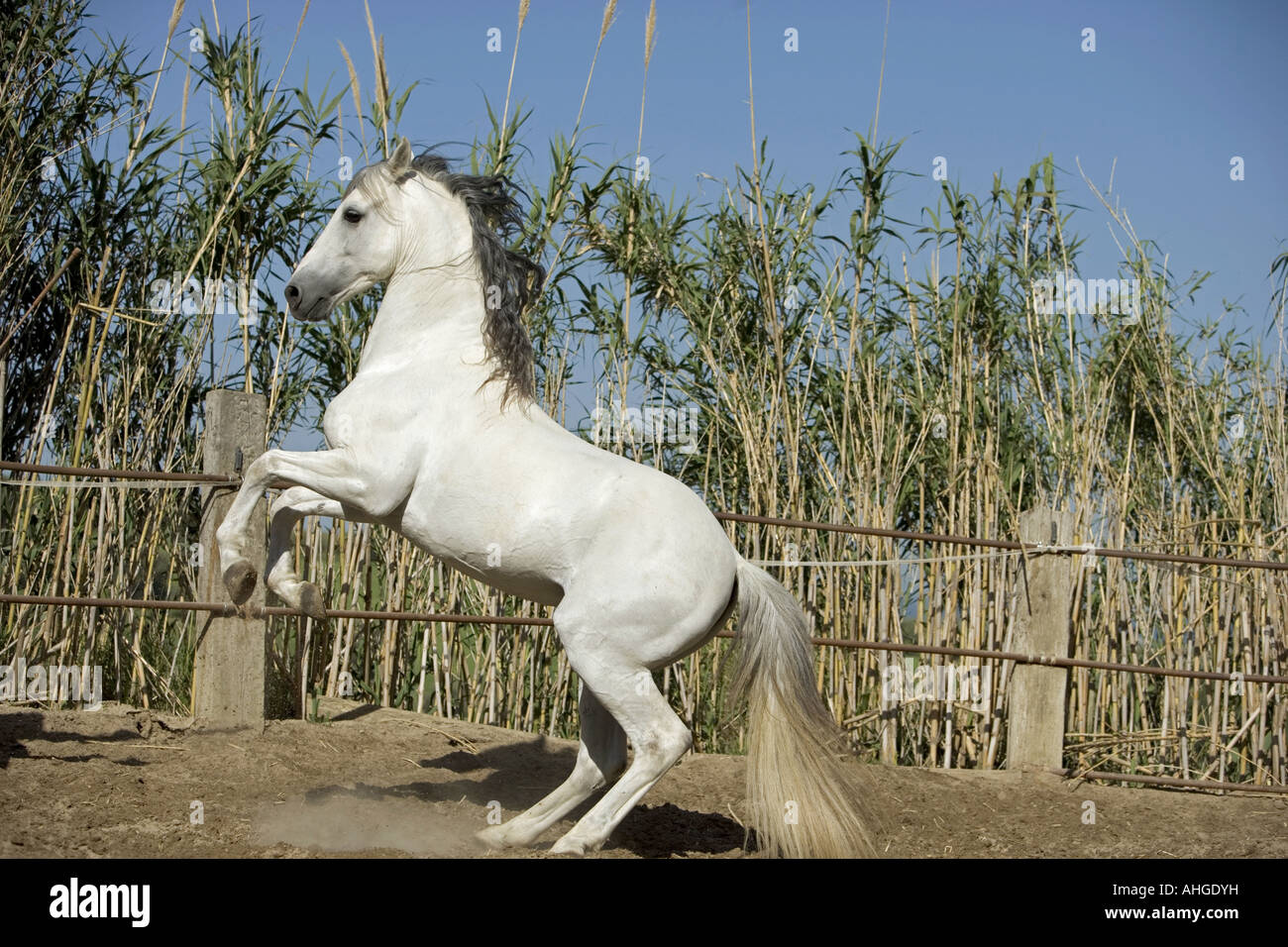 Hispano-Pferd Aufzucht Stockfoto