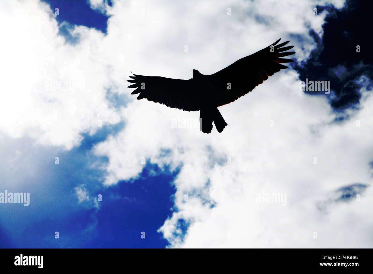 Vogel gegen Himmel Stockfoto
