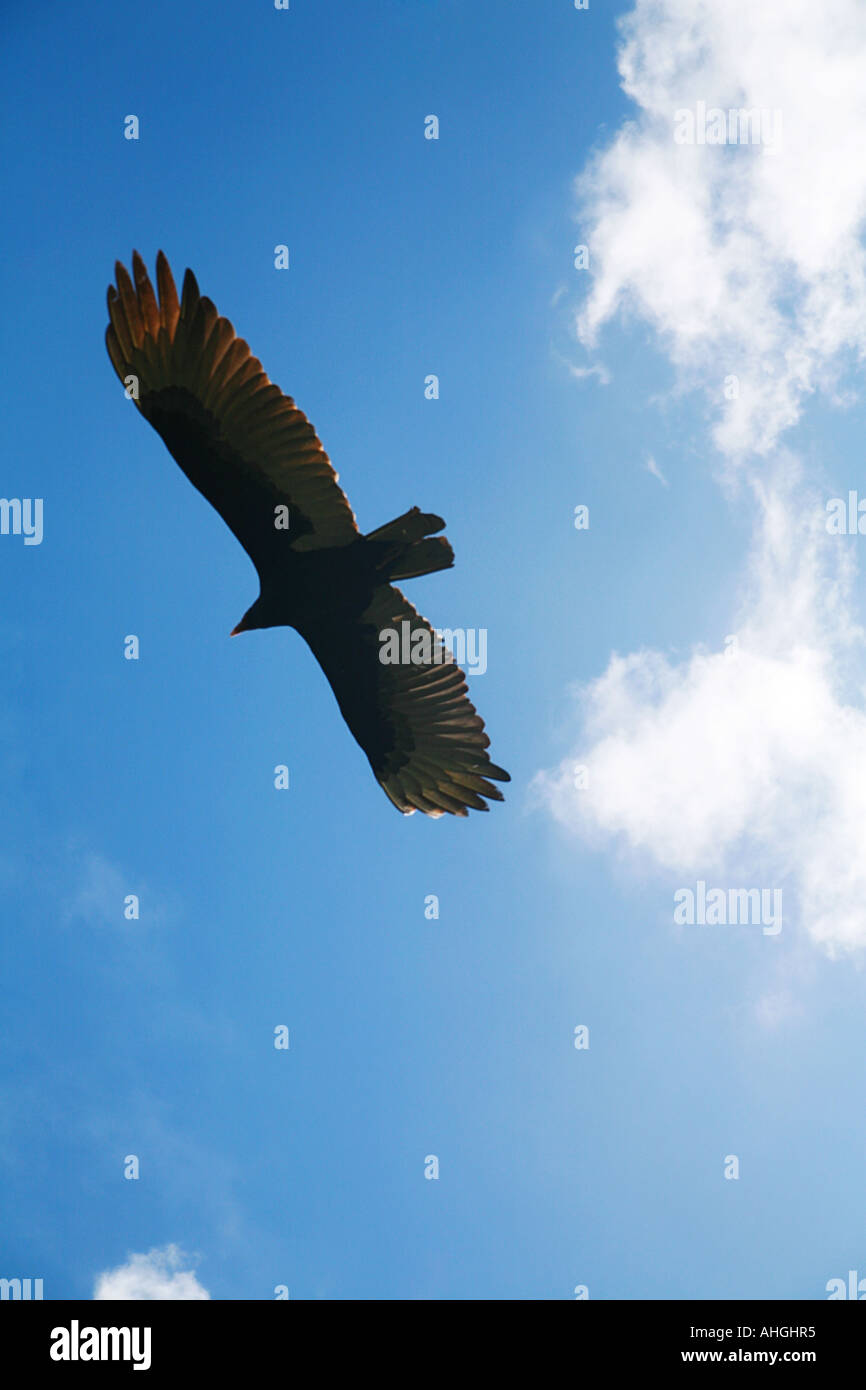 Vogel gegen Himmel Stockfoto