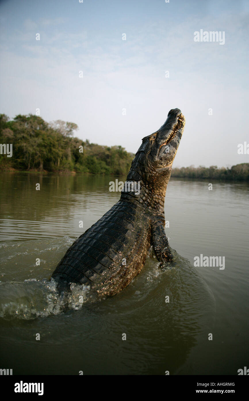 SPECTACLED BRILLENKAIMAN Caiman crocodilus Stockfoto