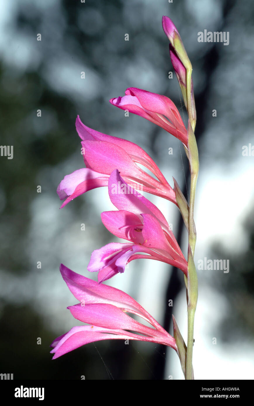 Wilde Blume Gladiolus Illyricus Spanien Stockfoto