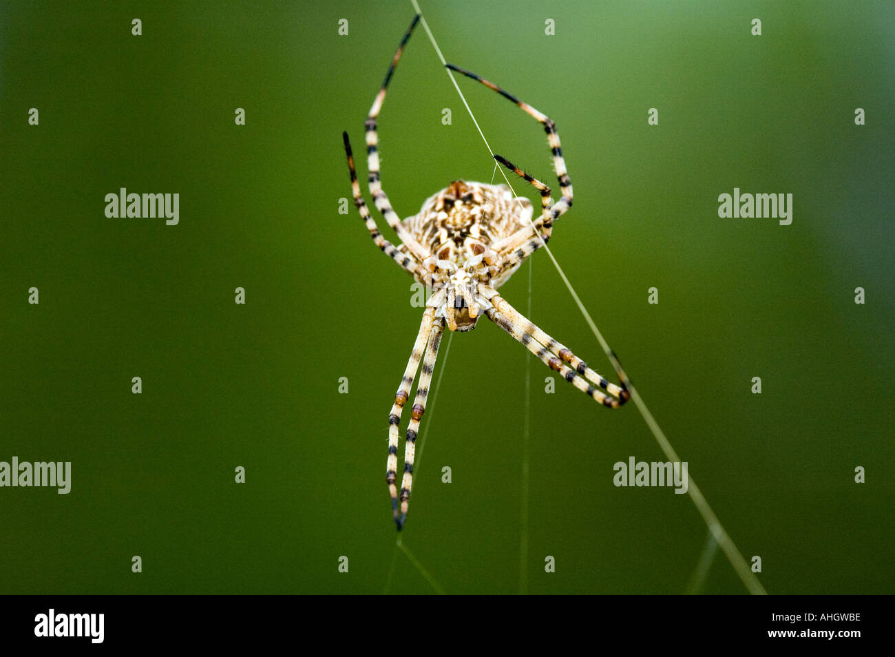 Spinne Argiope lobata Stockfoto