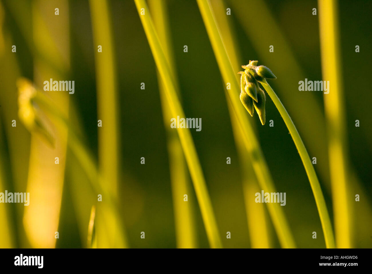 gelben sauer Grases stammt Oxalis Pes-caprae Stockfoto