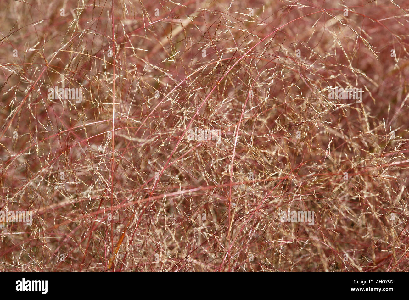 Stipa arundinacea Stockfoto