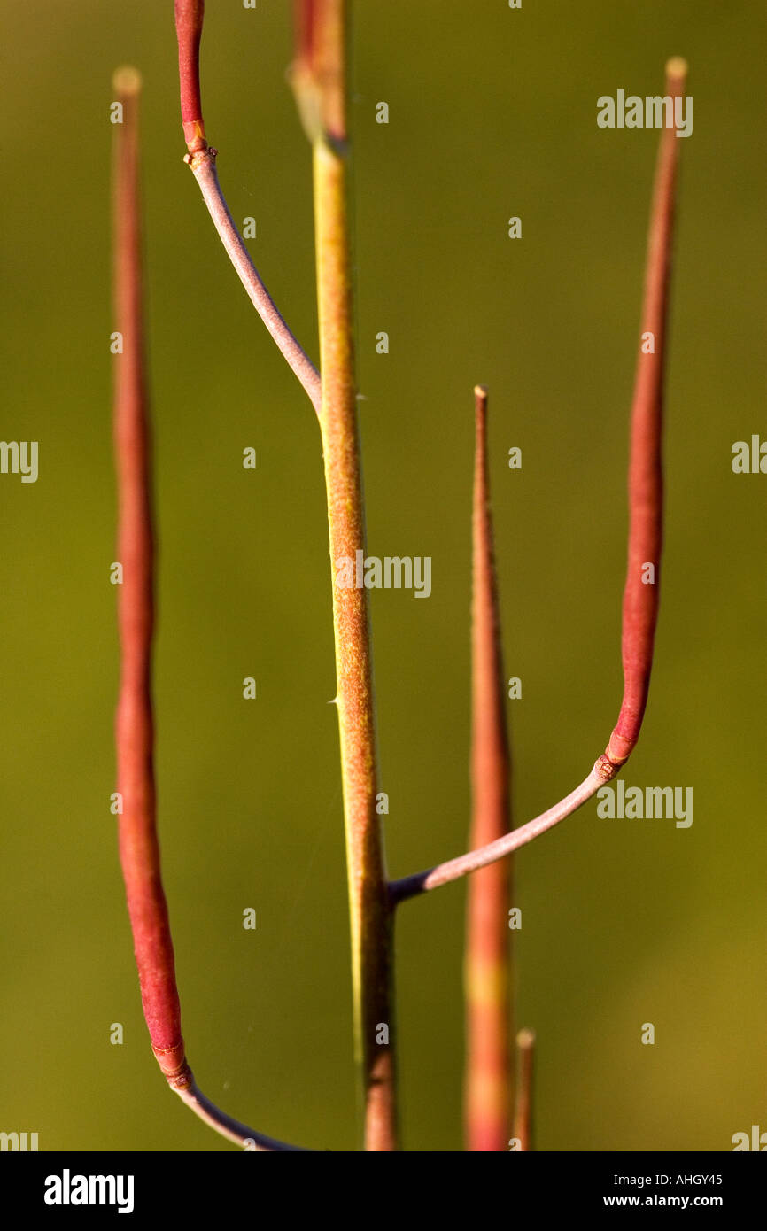 natürliche Formen Wildpflanze Stockfoto