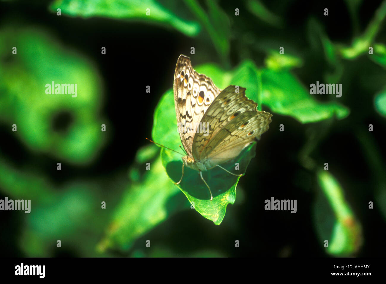 Gray Stiefmütterchen Iunonia Atlites Schmetterling Annapurna Region Nepal Asien Stockfoto