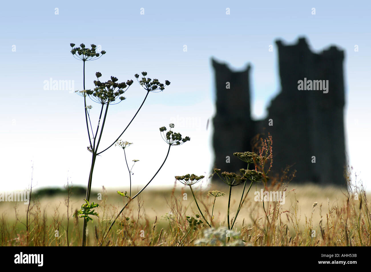 Gliederung der Dunstanburgh Castle in der Silhouette, Stängelpflanzen Samenköpfe im Vordergrund Stockfoto