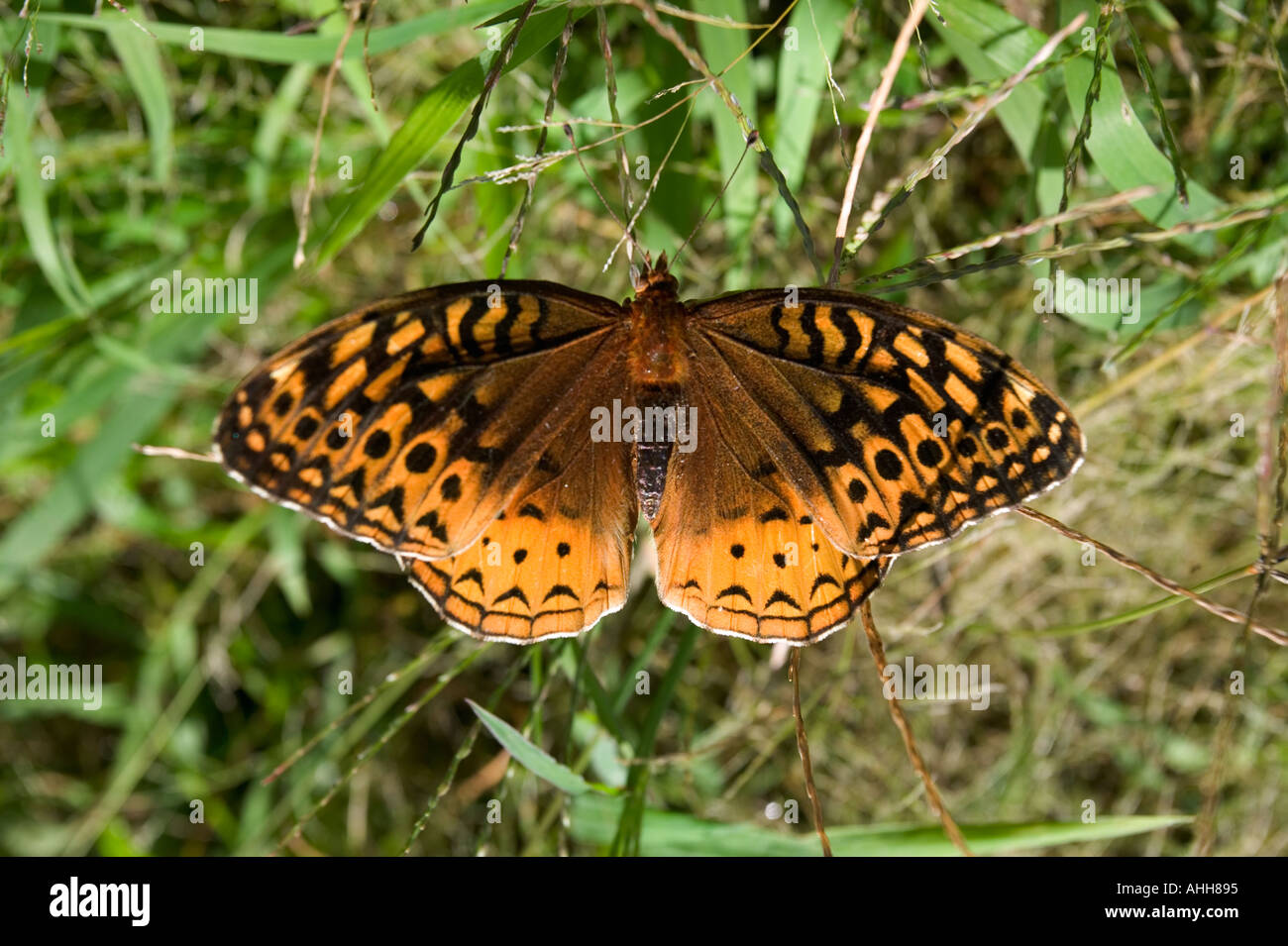 Fritillary Schmetterling auf einer Farm in New Hampshire USA gefunden Stockfoto
