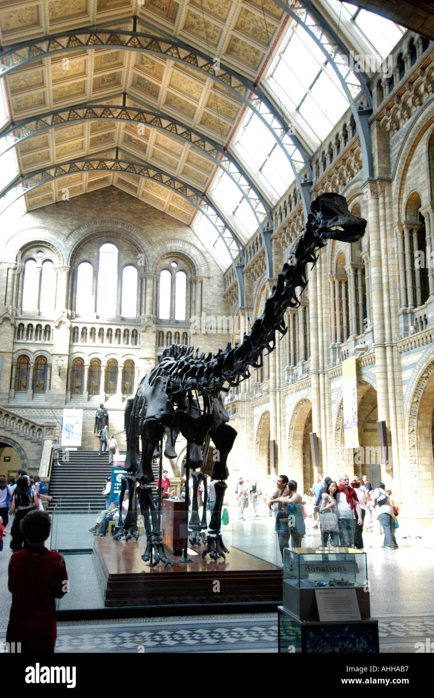 Besetzung von Diplodocus Dinosaurier-Skelett an das Natural History Museum, London, England UK Stockfoto